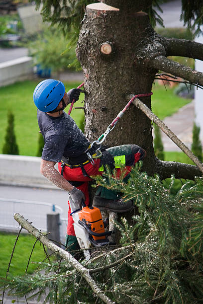 How Our Tree Care Process Works  in  Potosi, TX