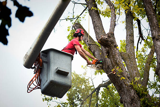 Reliable Potosi, TX Tree Removal Solutions